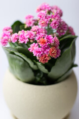 Purple Kalanchoe flowers on a white background