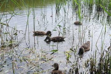 Ducklings came out of a stream overgrown with grass to eat.