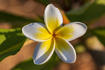 Macro view on the white flower on small plumeria tree