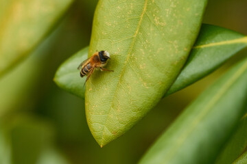 Sandbienen Männchen beim Sonnenbad im Frühjahr	