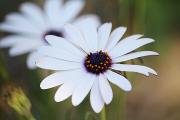 Obraz premium flor blanca 