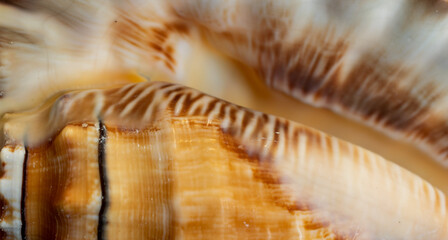 white and brown sea snail shell. background