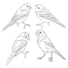 Bluebirds birds  small  thrush   outline  on a white background  set three vintage vector illustration editable hand draw
