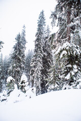 Fototapeta premium man snowboarder at winter forest