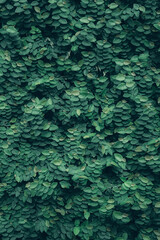 Beautiful nature background of vertical garden with tropical green leaf	
