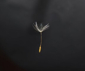 Fototapeta premium Detailed closeup a beautiful Dandelion seed blowing on black background. Dandelions seeds fly upwards, Use it to enhance any video presentation or animation movie or Cinematic clips or film project