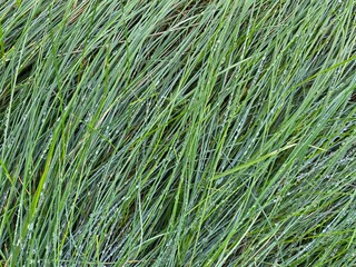 Gräser mit Tautropfen Hintergrund 