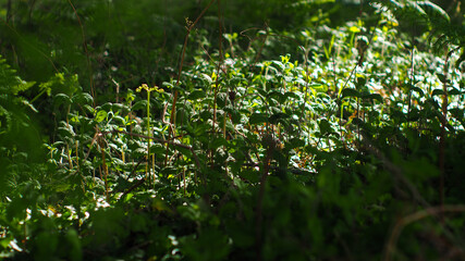 Végétation verdoyante, composée essentiellement d'herbes sauvages, de fougères, et de menthe