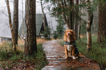 Cute brown Nova Scotia Duck Tolling Retriever with a cape  sitting on wooden path in rainy pine forest. Walking with ginger dog. Selective focus, copy space. Travelling with domestic animals.