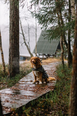 Brown Nova Scotia Duck Tolling Retriever with a cape sitting on wooden path strewn with dry orange leaves. Travelling with dog. Walking with pet in pine tree forest. Late autumn. Selective focus.