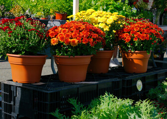 Fall Mums for sale at a local farmers market