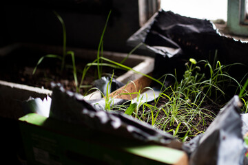 Hierba creciendo en interior