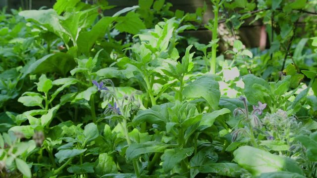 Neuseel&auml;nder Spinat mit Borretsch