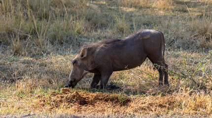 A common warthog feeds in a dry patch in the African countryside