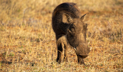 A common warthog feeds in a dry patch in the African countryside