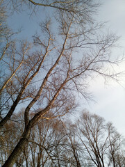 Fototapeta na wymiar Leafless poplar trees on the background of sky in early spring