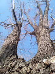 Fototapeta na wymiar More than a century old powerful tree. A willow that looks like a dragon. Thick trunks and leafless branches against the blue winter sky. Photo