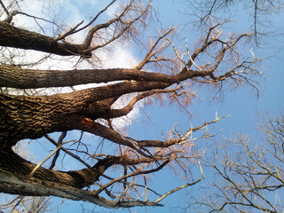 A tall, multi-stemmed willow tree against the backdrop of a sunny blue winter sky with white...