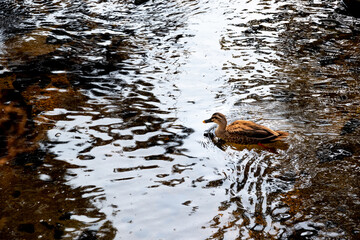 浅瀬を泳ぐ一羽のカルガモ