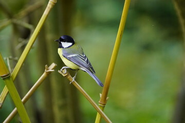 The great tit (Parus major) is a passerine bird in the tit family Paridae.