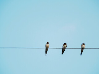 Flock of little birds on the telephone line against the blue sky. remote photo Focus on the birds on the phone line.
