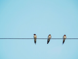 Flock of little birds on the telephone line against the blue sky. remote photo Focus on the birds on the phone line.