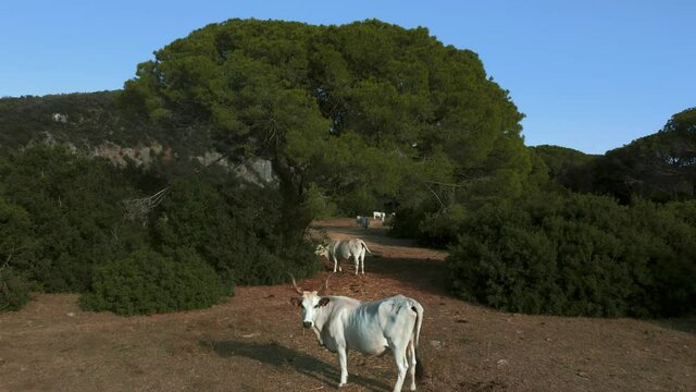 Aerial drone footage of white cattle cows in the pine tree forest at the beach seaside coast at Maremma National Park in Tuscany, Italy with blue cloud sky and green vibrant umbrella shaped trees.