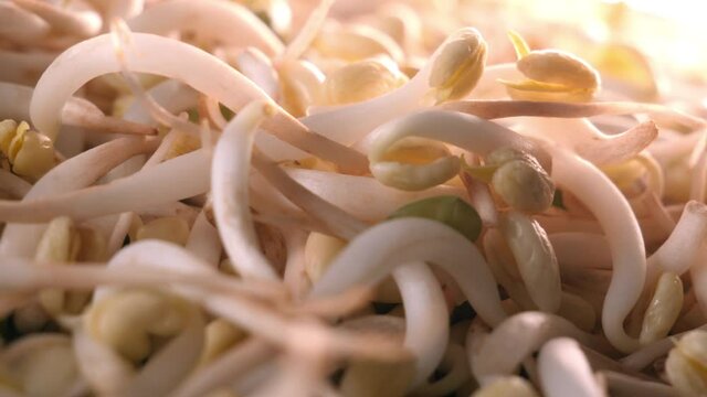 Sprouted beans rotaiting on plate