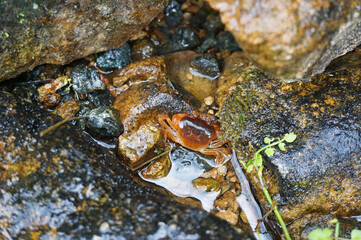 A small river club living in a clear stream, Yabu City, Hyogo Prefecture, Japan