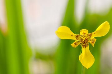 Yellow irises are blooming against a blurred green foliage background