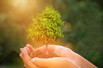 hand holding a tree growing on green nature blur background