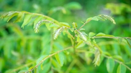 Fresh Curry leaves on curry leave tree 
