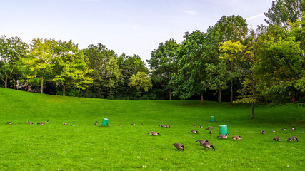 Summer landscape with flock of canada geese on the green lawn in the park