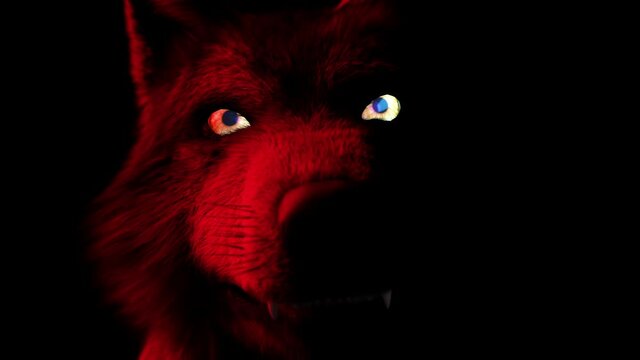 Scary Wolf: The monster comes out of the dark, growls and bites. Disturbing lighting of the animal creates a horror atmosphere.