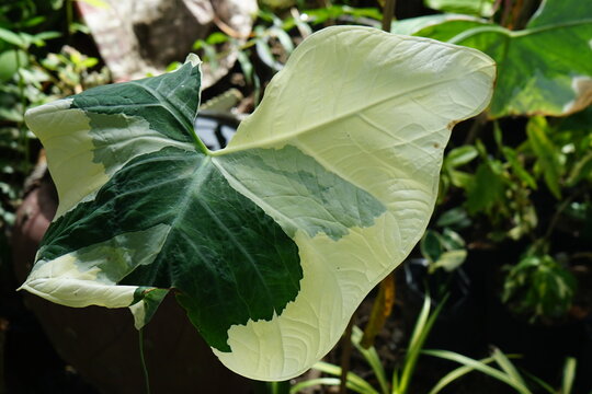 Bonsi (scientific name: Caladium bicolor) is a species in the genus Bon from Latin America. It is often planted as an ornamental tree.
