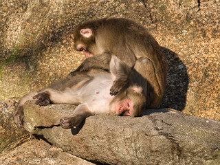 Baboons from the Berlin Zoo grooming their bodies