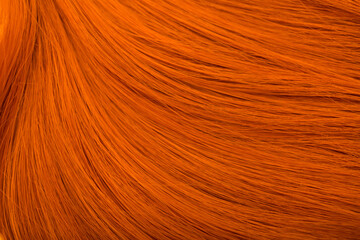 Red hair. Background hair closeup. Female long red-haired close-up as a background. Beautifully laid carroty wavy shiny curls. Hair coloring.Hairdressing procedures. Copy space with space for text.
