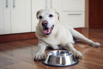 Happy dog waiting for feeding. Old labrador retriever lying near empty bowl in home kitchen. .