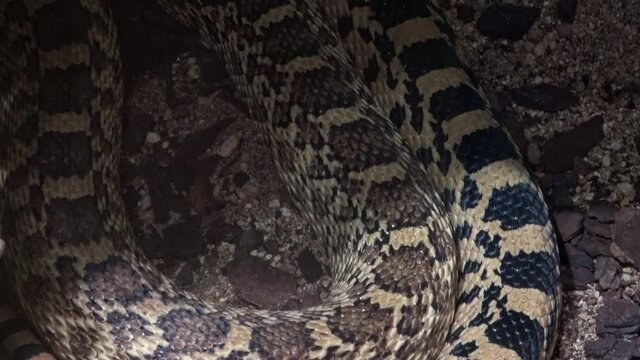 Close-up view of a great basin gopher snake (Pituophis catenifer deserticola).