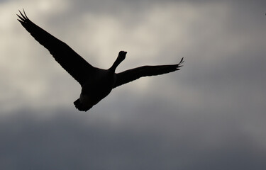 bird in flight