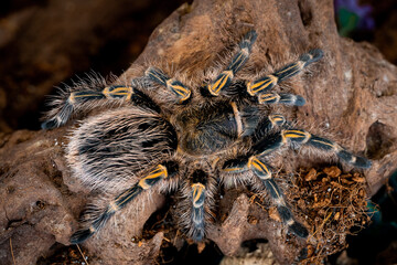 Golden knee tarantura grammostola pulchripes