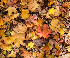 On the ground there are autumn multicolored maple and linden leaves, bark and wood chips