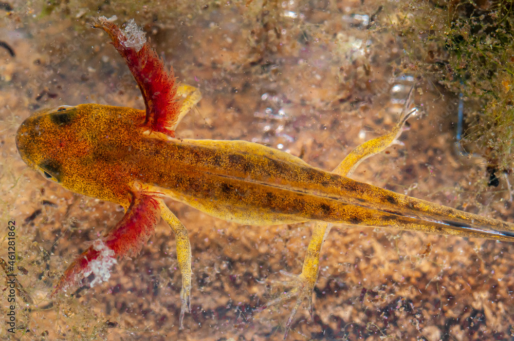 Sticker Newt larvae with gills in water. Amphibian larvae