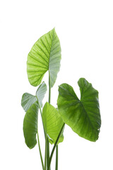 View of colocasia plant green leafs on white back