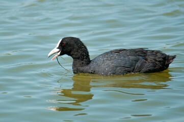 A coot (Fulica atra) eating. Duck eating plants