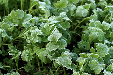 White ice on green grass growing on the field.