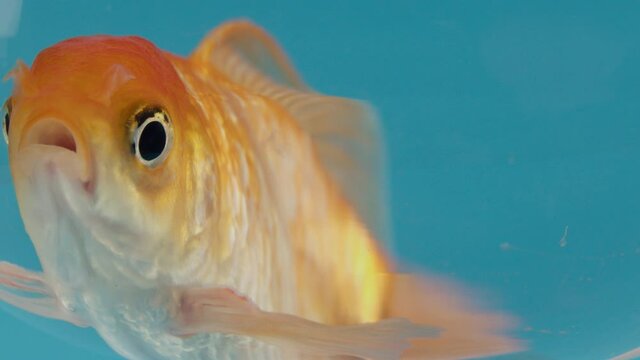 Beautiful gold fish on color background, closeup