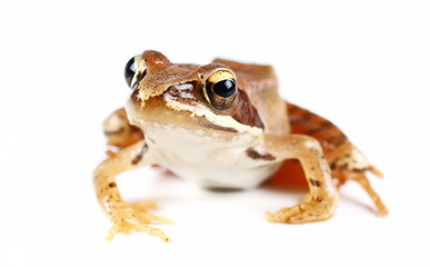 Young agile frog (Rana dalmatina) isolated on white background