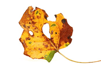 Colorful poplar leaf in autumn isolated on white background