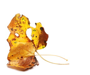 Naklejka premium Colorful poplar leaf in autumn isolated on white background